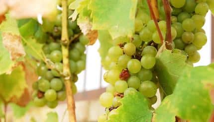 Navigating the world of Slovak white wine