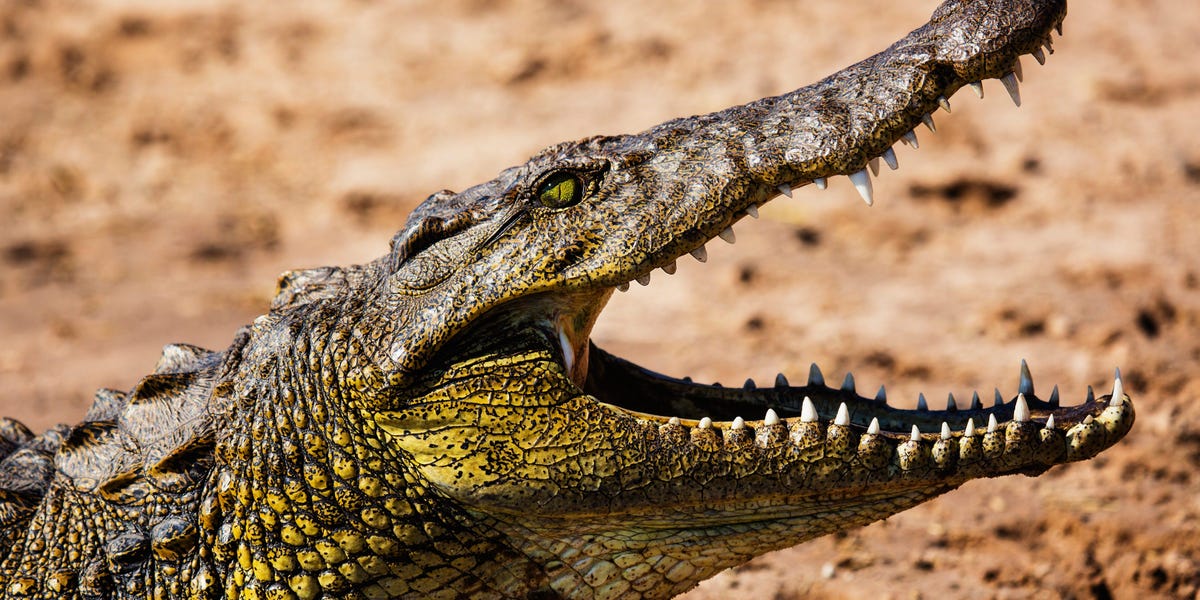 Marriott Buyer Gives 1-Star Evaluation Shortly after Crocodile Assault on Seaside