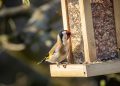 BirdFood.co.uk