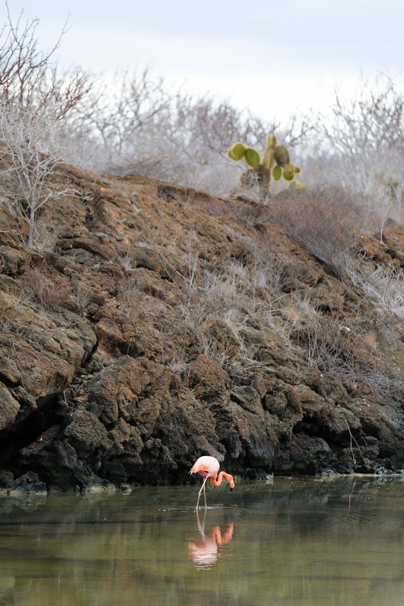 Visiting Las Bachas contained in the Galápagos
