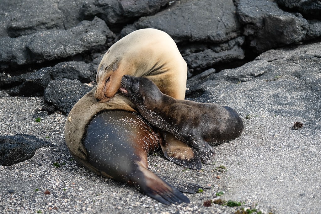 Visiting Fernandina Island within the Galápagos